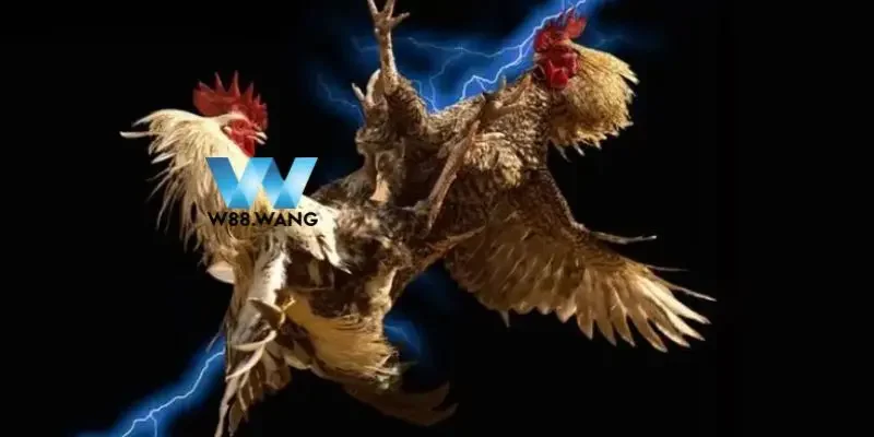 2bong da ga