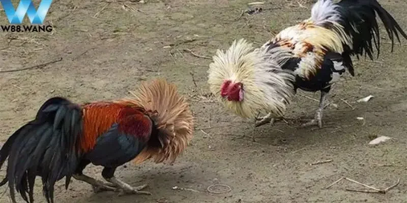 Bật Mí Cách Nuôi Gà Đá Bo Lớn Hiệu Quả Nhất Từ Các Sư Kê 2 Tầm quan trọng của cách nuôi gà đá bo lớn đối với chiến kê