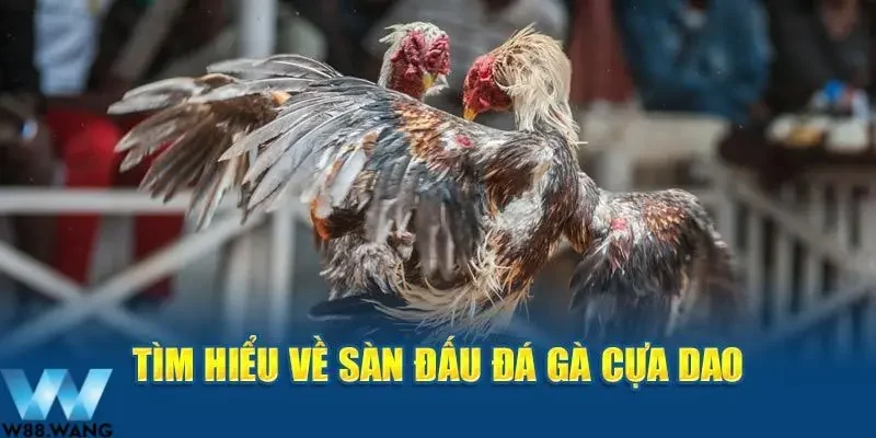 Xem Đá Gà Cựa Dao – Trải Nghiệm Những Trận Đấu Mãn Nhãn 2 Giới thiệu về đá gà cựa dao siêu hấp dẫn