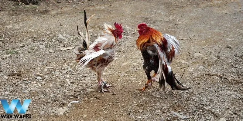 Tìm Hiểu Đá Gà Tiền Giang - Nét Văn Hóa Đặc Sắc Của Miền Tây 4 Hình thức đá gà Tiền Giang phổ biến người chơi cần biết