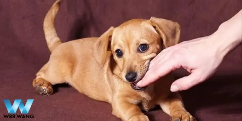 Lô Đề Con Chó Số Mấy Và Giải Mã Giấc Mơ Về Hình Ảnh Con Chó 2 Giải mã giấc mơ thấy con chó – Lô đề con chó số mấy?
