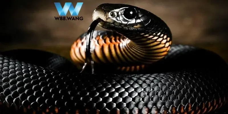 Giải Mã Về Lô Đề Con Rắn Và Những Điều Thú Vị Bạn Cần Biết 2 Tìm hiểu chung về giấc mơ liên quan đến lô đề con rắn